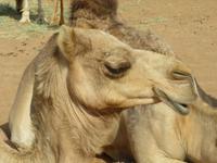 Dubai - Oman - Fahrt nach Wahiba Sands - in der Sandwüste