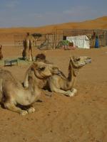 Dubai - Oman - Fahrt nach Wahiba Sands - in der Sandwüste