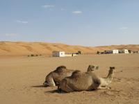 Dubai - Oman - Fahrt nach Wahiba Sands - in der Sandwüste