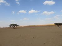 Dubai - Oman - Fahrt nach Wahiba Sands - in der Sandwüste