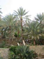 Dubai - Oman - im Wadi Bani Khalid