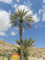 Dubai - Oman - im Wadi Bani Khalid -