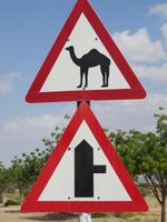 Dubai - Oman - Fahrt nach Sur - Kamele können die Straße kreuzen