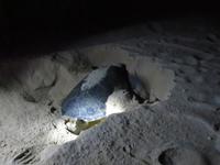 Dubai - Oman - Sur - Strand Ras Al Jinz - Schildkrötenbeobachtung