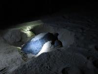 Dubai - Oman - Sur - Strand Ras Al Jinz - Schildkrötenbeobachtung