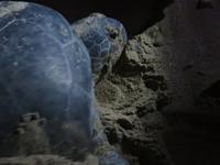 Dubai - Oman - Sur - Strand Ras Al Jinz - Schildkrötenbeobachtung