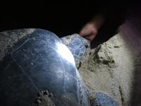 Dubai - Oman - Sur - Strand Ras Al Jinz - Schildkrötenbeobachtung