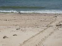 Dubai - Oman - Fahrt nach Muscat - am Strand bei Fins - Schildkrötenspur
