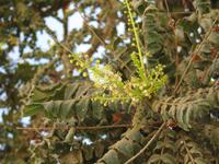 Dubai - Oman - Fahrt nach Muscat - Halt am Weihrauchbaum