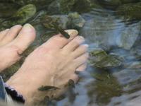 Dubai - Oman - Ausflug zu der warmen Quelle Ain Al Thowarah - Fußpflege durch kleine Fische