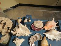 Dubai - Oman - Muscat - Besuch im Naturhistorischen Museum