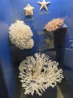 Dubai - Oman - Muscat - Besuch im Naturhistorischen Museum