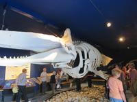 Dubai - Oman - Muscat - Besuch im Naturhistorischen Museum