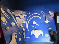 Dubai - Oman - Muscat - Besuch im Naturhistorischen Museum