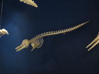 Dubai - Oman - Muscat - Besuch im Naturhistorischen Museum