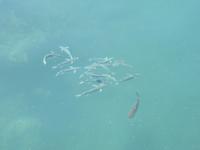 Dubai - Oman - Muscat - Marina