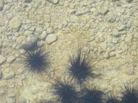 Dubai - Oman - Muscat - Marina - Seeigel