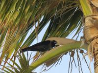 Dubai - Oman - Muscat - Spaziergang am Strand