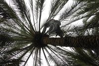 Al Ain - im Palmengarten