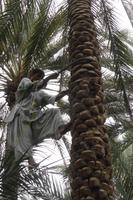 Al Ain - im Palmengarten