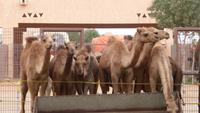 Al Ain - Kamelmarkt