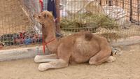 Al Ain - Kamelmarkt