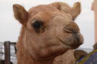 Al Ain - Kamelmarkt
