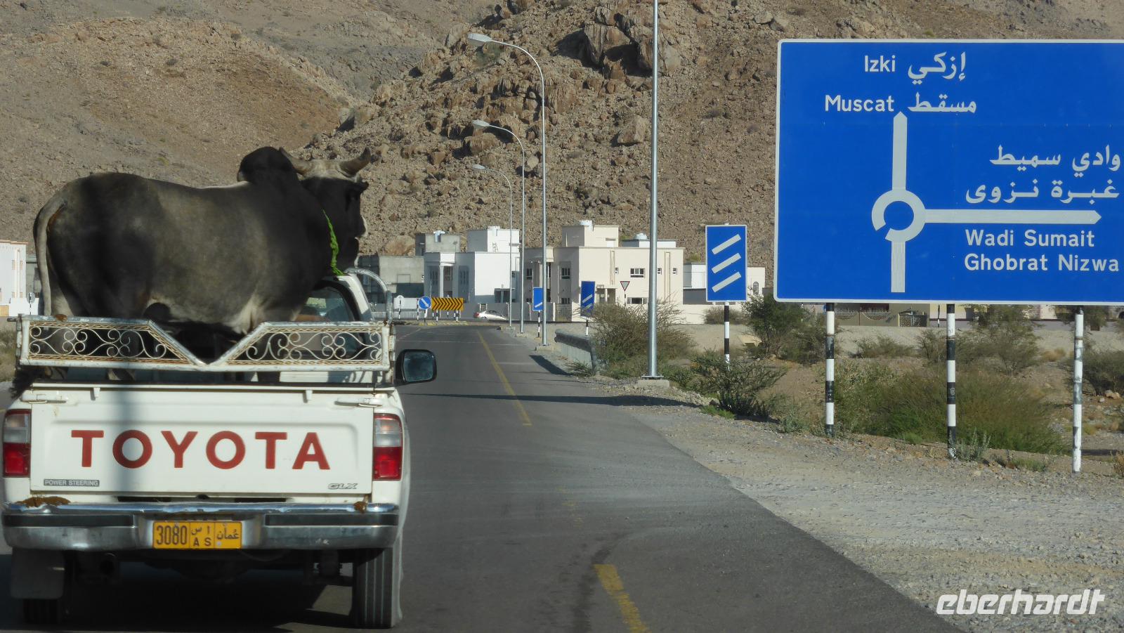 indisches Buckelrind auf Reisen Richtung Muscat