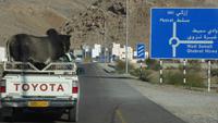 indisches Buckelrind auf Reisen Richtung Muscat