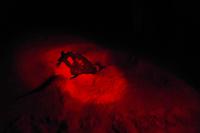 nachts bei der Schilkrötenbeobachtung am Strand von Ras al Jins