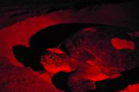 nachts bei der Schilkrötenbeobachtung am Strand von Ras al Jins