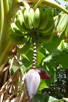 Bananenblüte