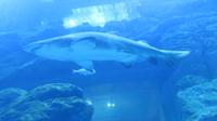 Aquarium Dubai Mall