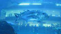 Aquarium Dubai Mall