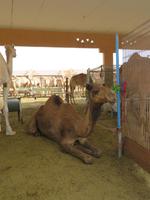 Kamelmarkt Al Ain
