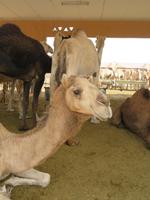 Kamelmarkt Al Ain
