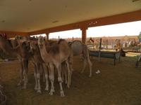 Kamelmarkt Al Ain