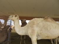Kamelmarkt Al Ain