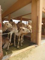 Kamelmarkt Al Ain