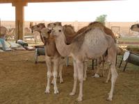 Kamelmarkt Al Ain