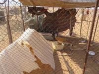 Auf dem Weg zum Wüstencamp