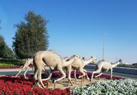 0501_Dubai; Kamelrennbahn