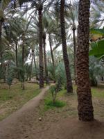 0516_Al Ain; Palmengarten