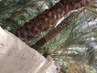 0518_Al Ain; Palmengarten