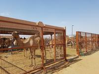 0519_Al Ain; Kamelmarkt