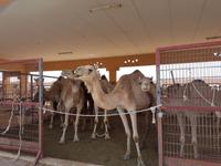 0521_Al Ain; Kamelmarkt.