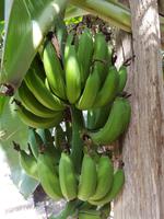 0626_Oman; Birkat al Mauz