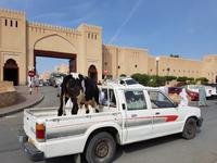 0701_Nizwa; Viehmarkt