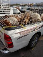 0702_Nizwa; Viehmarkt