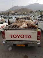 0703_Nizwa; Viehmarkt